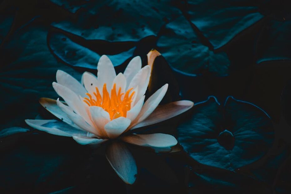 Vibrant water lily with a warm glow amidst dark green leaves in a serene pond.